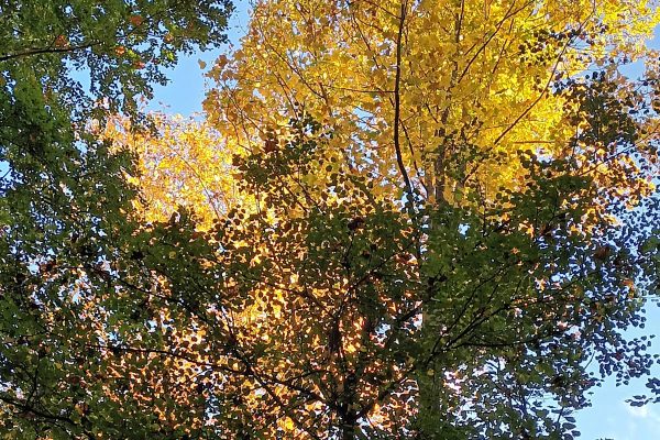 Forêt Sanctuaire Foret alsacienne sous le soleil d'automne