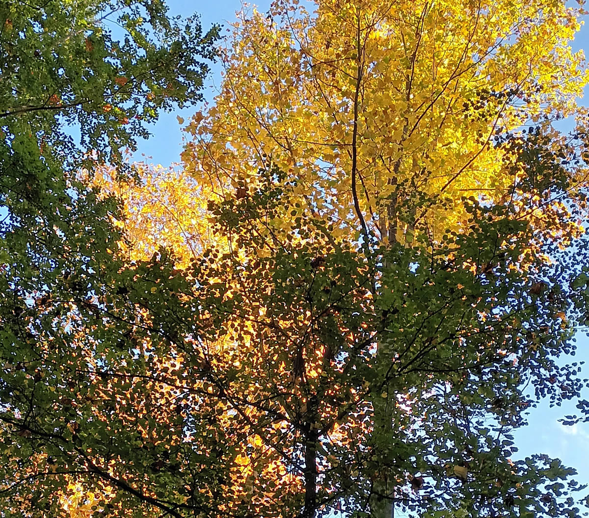 Nouvelle visite de Forêts Sanctuaires