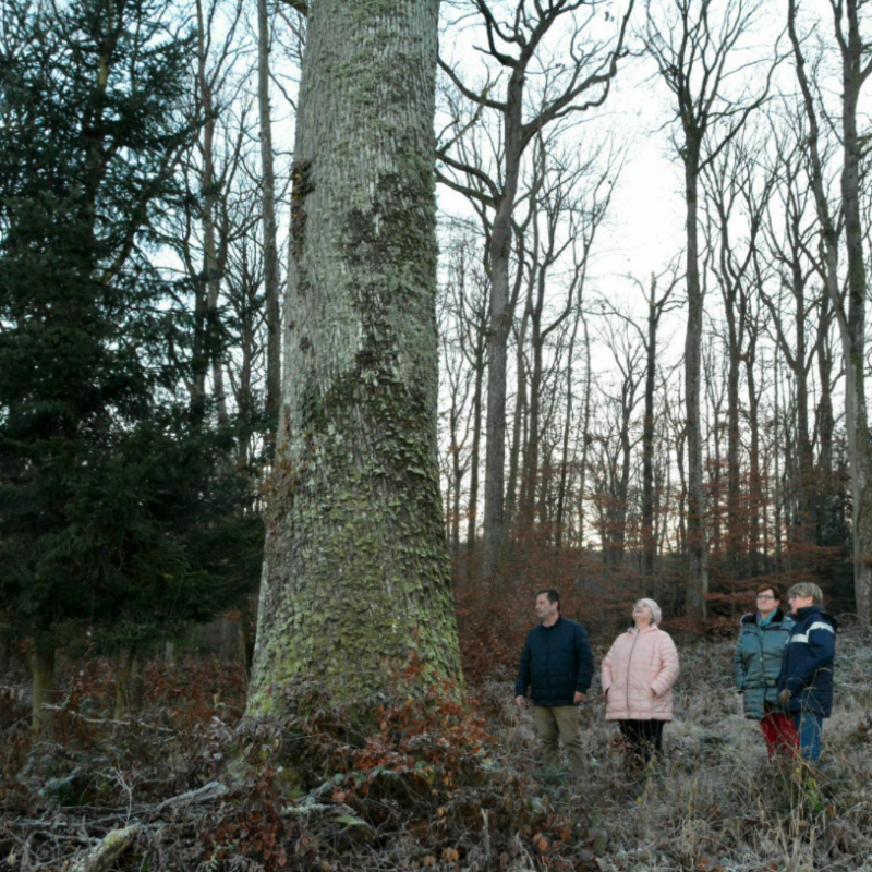 Foret de Sommerau - Grands chênes de la parcelle sanctuaire