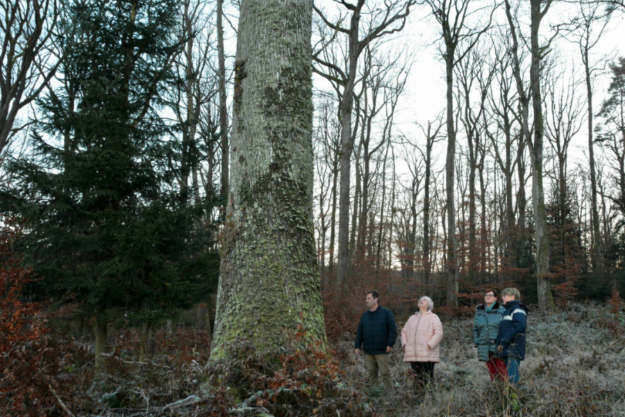 Foret de Sommerau - Grands chênes de la parcelle sanctuaire