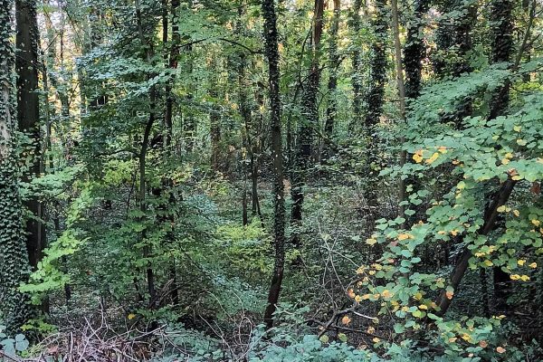 Forêt Sanctuaire - un lieu de repos naturel et écologique; les défunts protègent la forêt et la forêt protège les défunts.