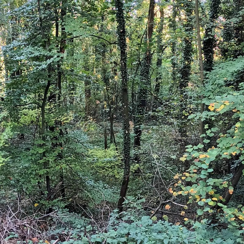 Forêt Sanctuaire - un lieu de repos naturel et écologique; les défunts protègent la forêt et la forêt protège les défunts.