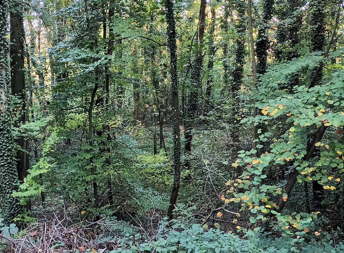 Forêt Sanctuaire - un lieu de repos naturel et écologique; les défunts protègent la forêt et la forêt protège les défunts.