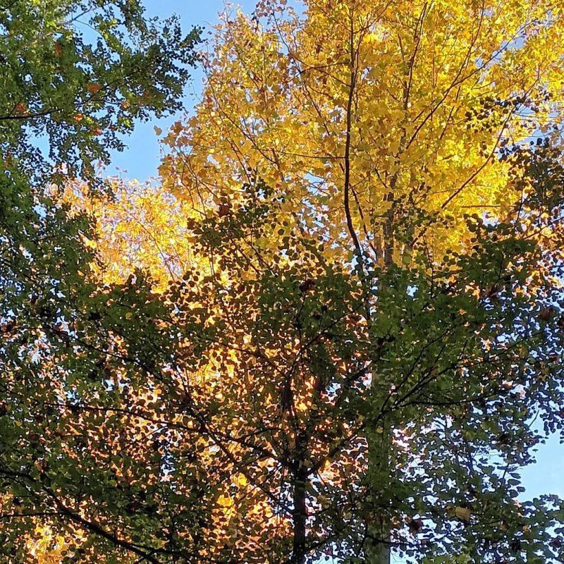 Forêt Sanctuaire Foret alsacienne sous le soleil d'automne