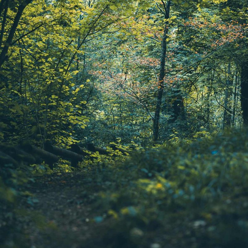 Forêt Sanctuaire