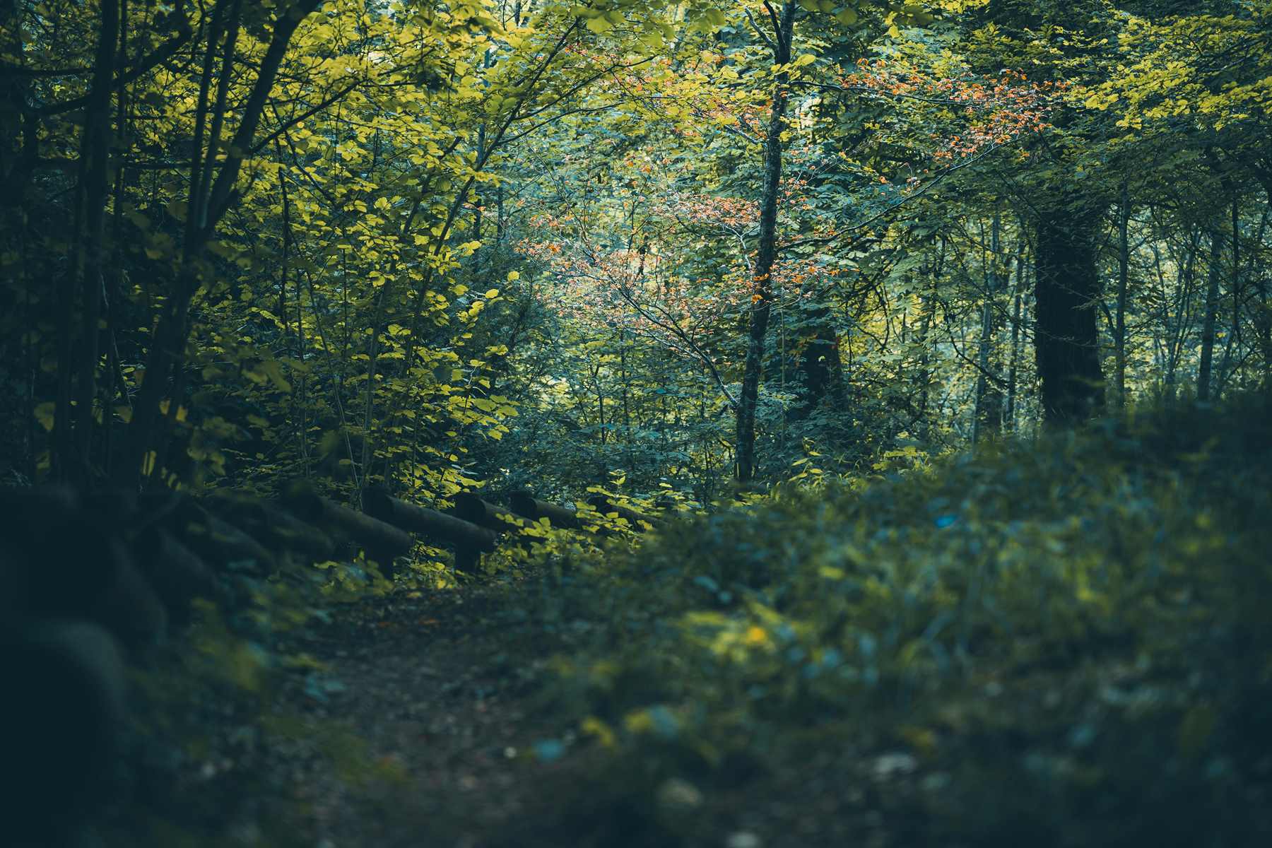 Forêt Sanctuaire