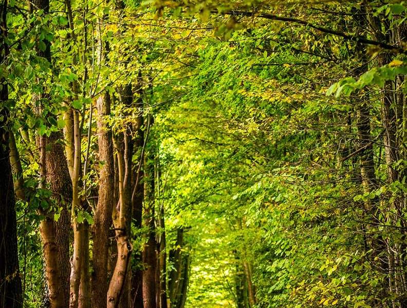 Forêt Sanctuaire :: programme des visites du 1er semestre 2024