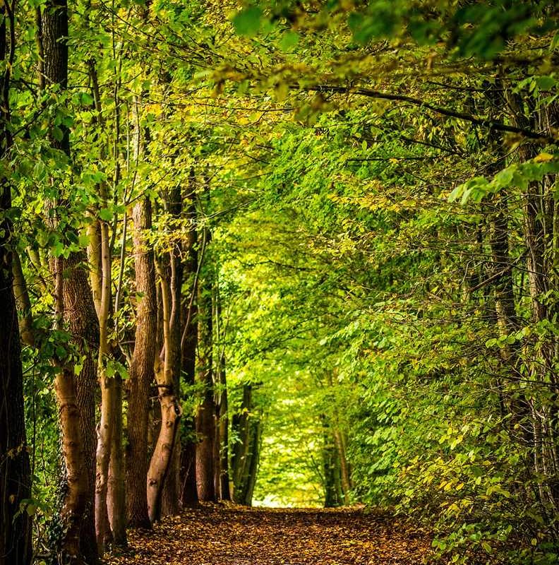 Forêt Sanctuaire :: programme des visites du 1er semestre 2024