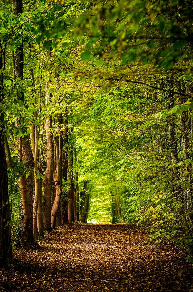 Visites de Forêts Sanctuaires