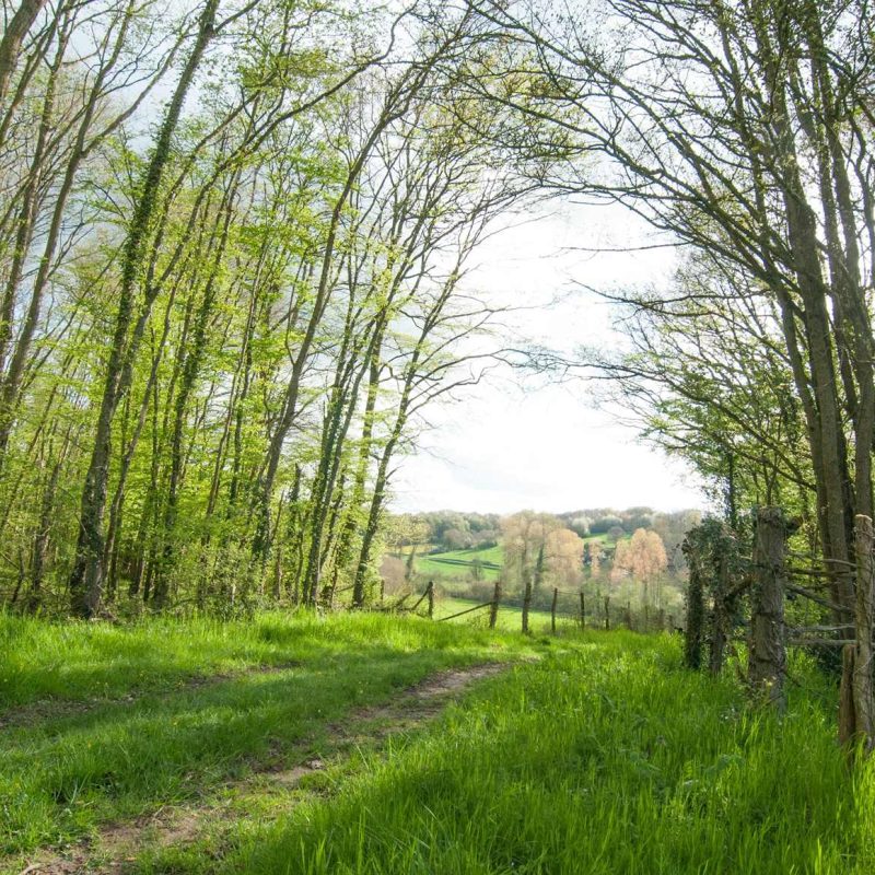 Forêt Sanctuaire