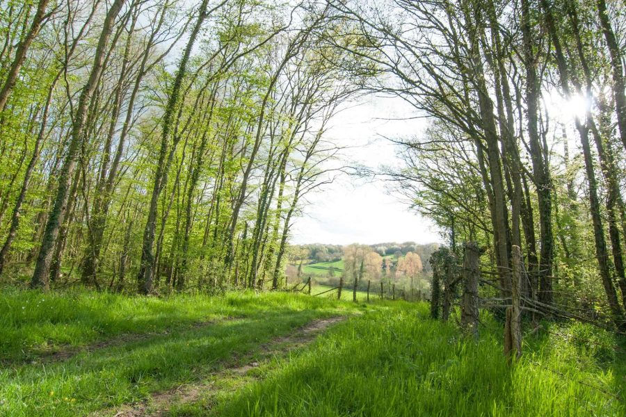 Forêt Sanctuaire