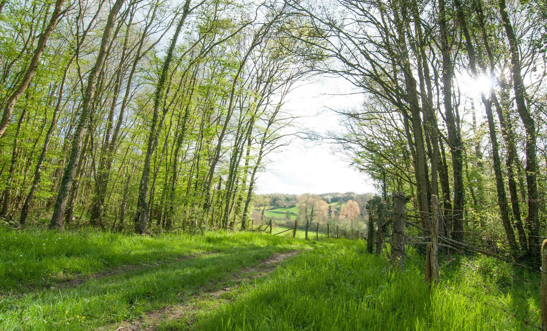 Les Forêts Sanctuaires : Panorama – Lettre d’information 1er trimestre 2024