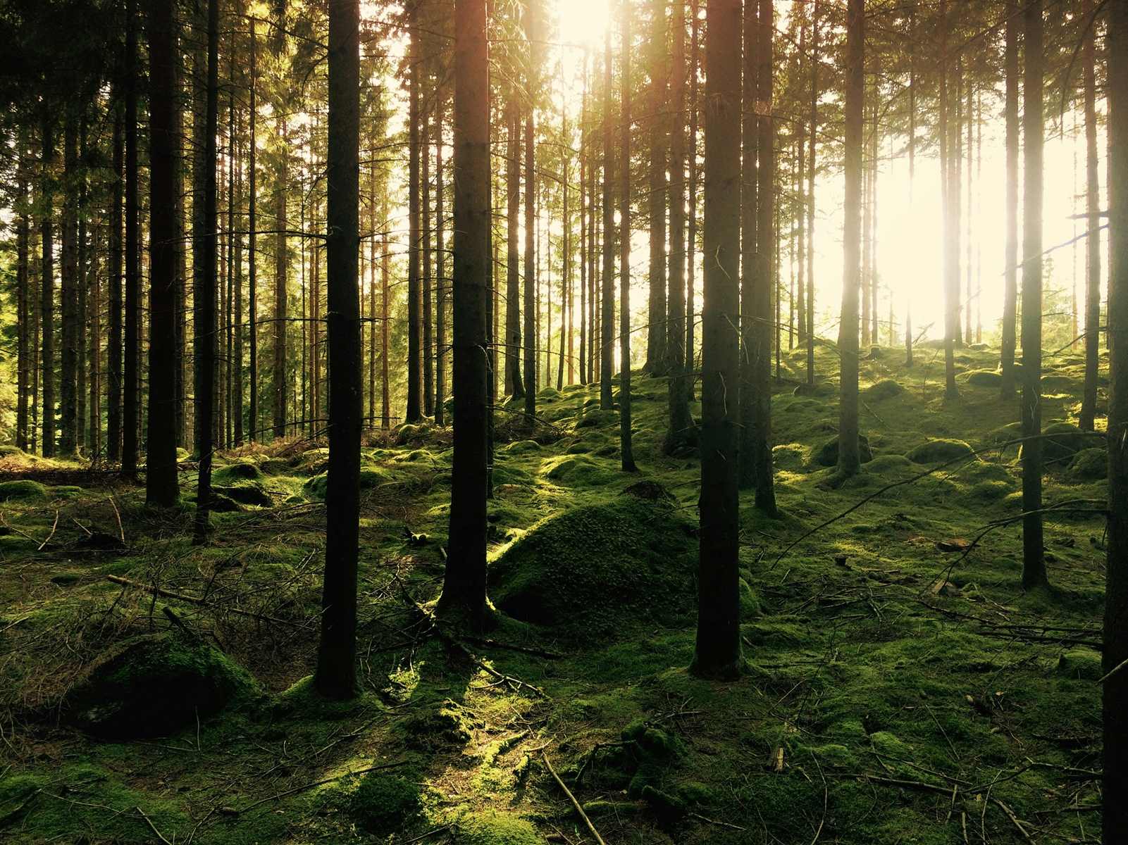 Toulouse : à quand une forêt urbaine transformée en sépulture écologique ?