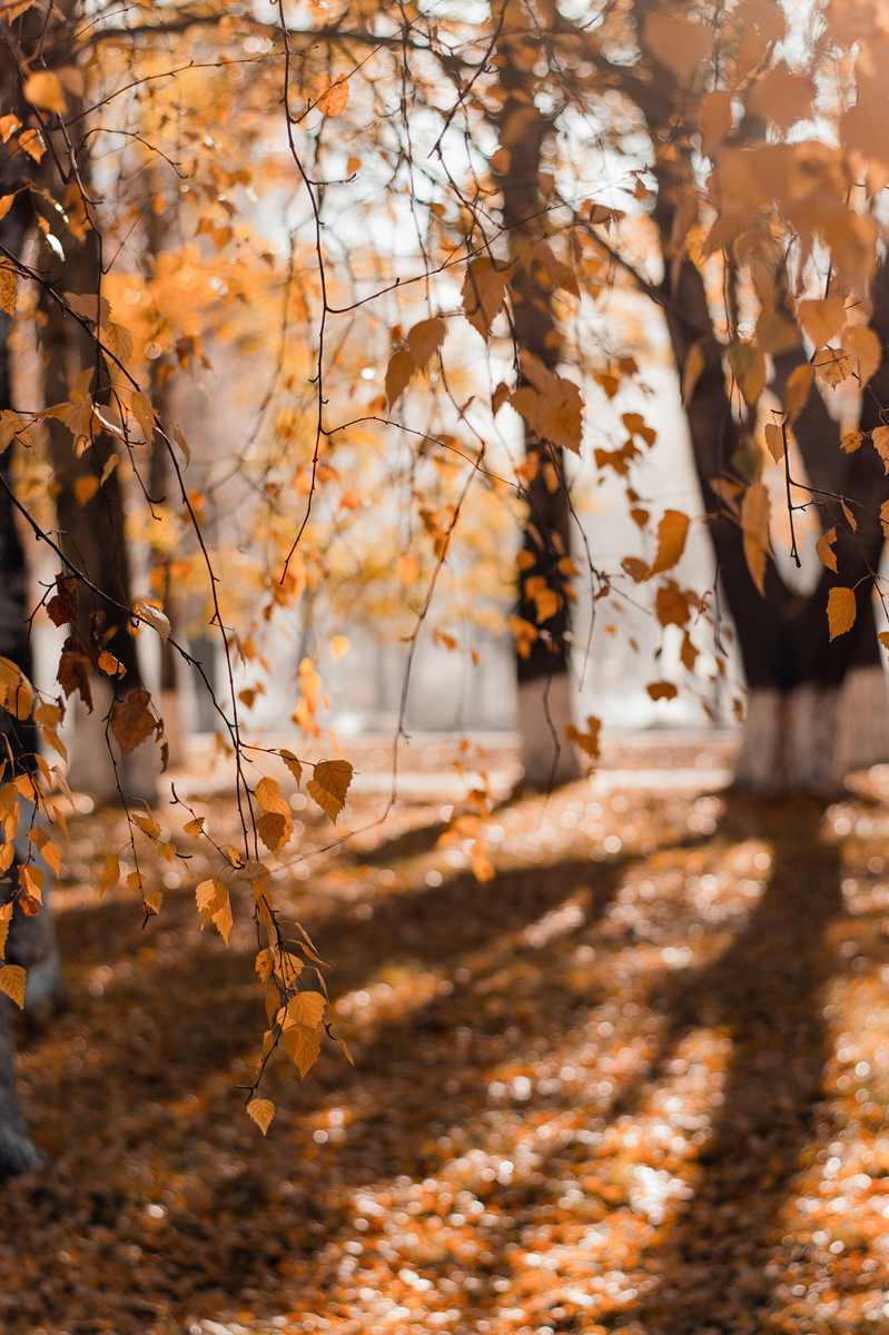 Forêt Sanctuaire