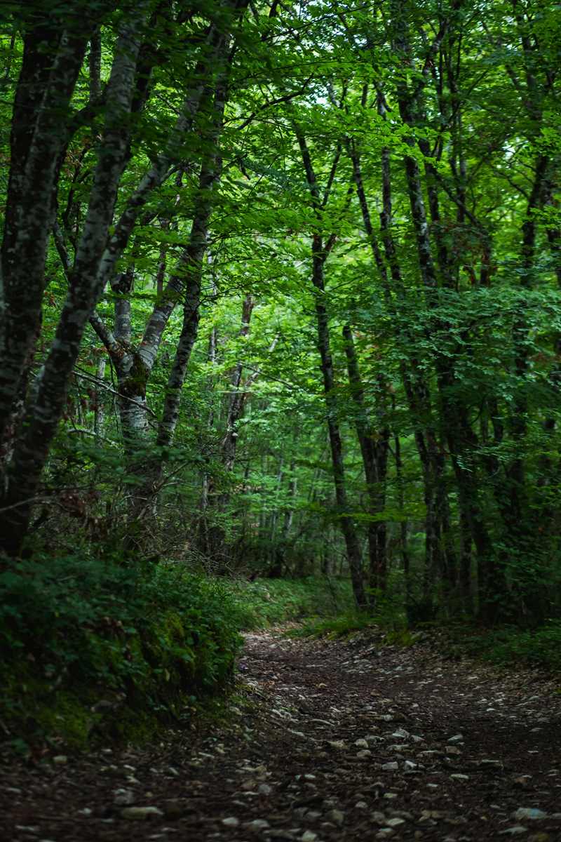 Forêt Sanctuaire