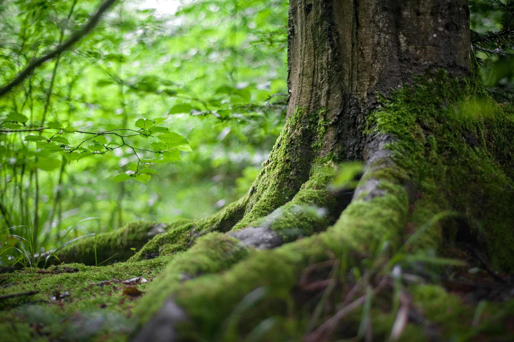 Forêt Sanctuaire