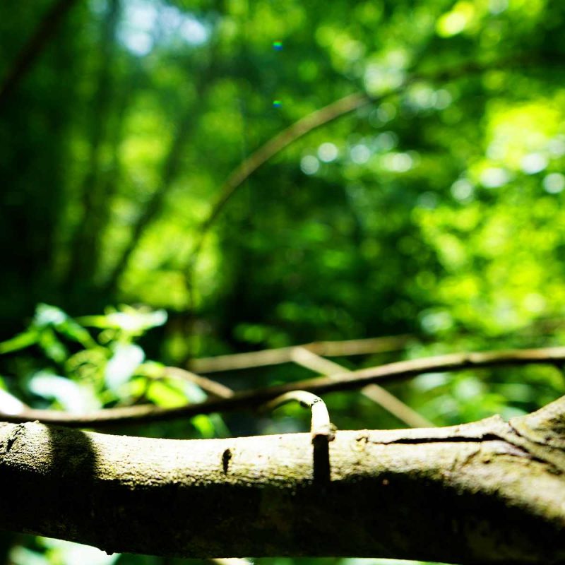 Forêt Sanctuaire