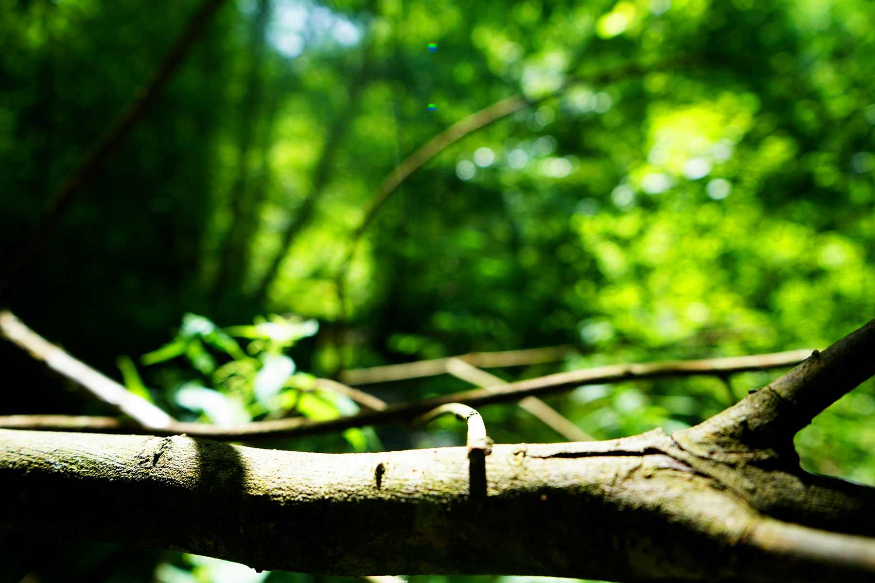 Aider les arbres à migrer, une fausse bonne idée ?