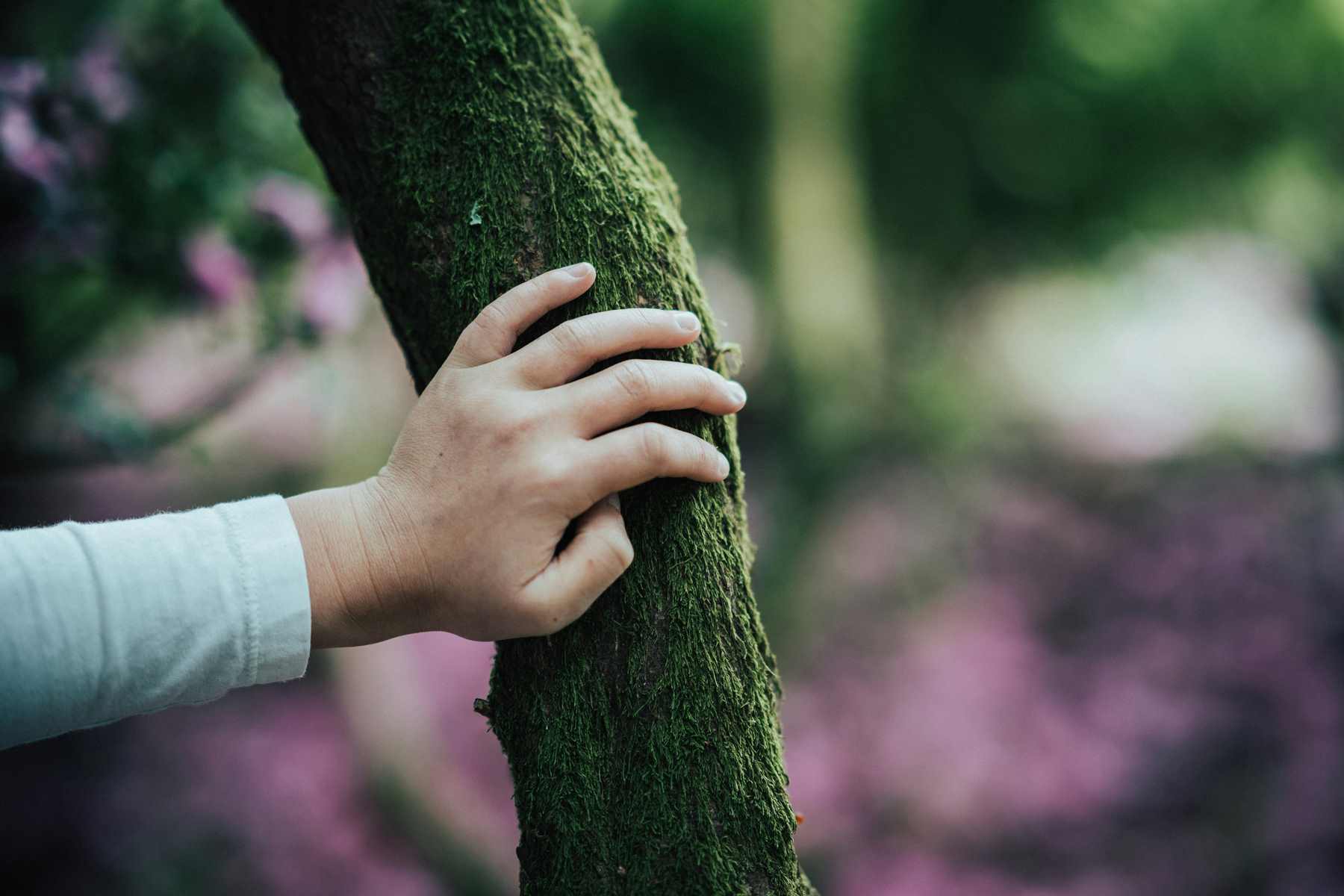 Une Forêt Sanctuaire à Toulouse ?