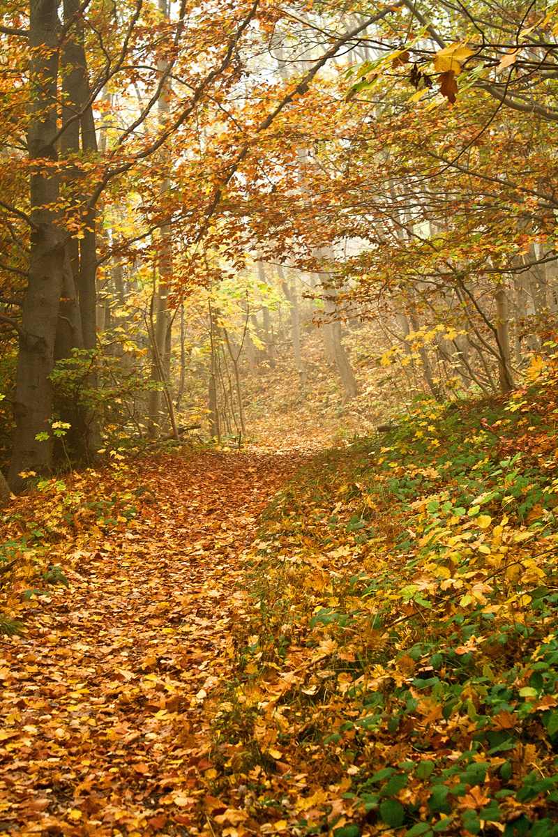 Forêt Sanctuaire