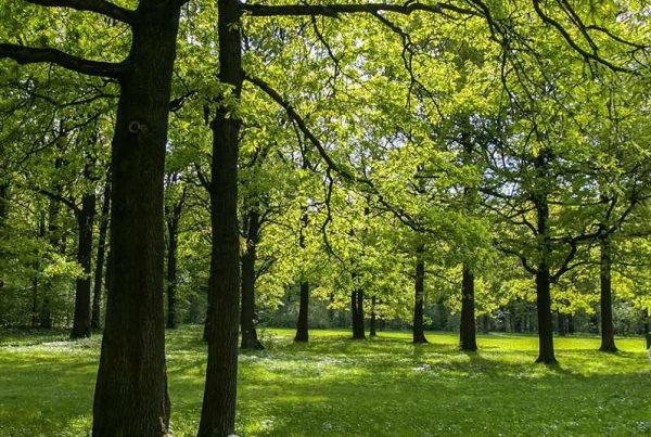 La création de Forêts Sanctuaires : les défunts protègent la forêt et la forêt protège les défunts