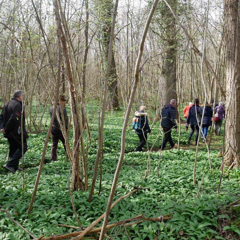 Visite des Forêts Sanctuaires de Muttersholtz et du Kaiserstuhl