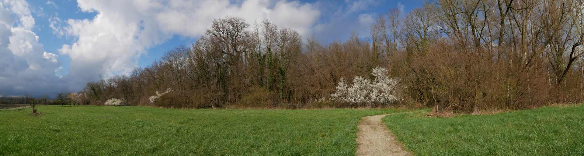 Forêt Sanctuaire