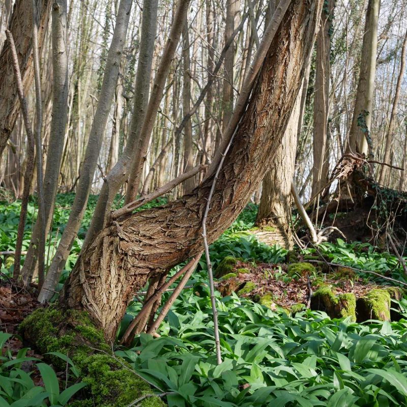 Forêt Sanctuaire