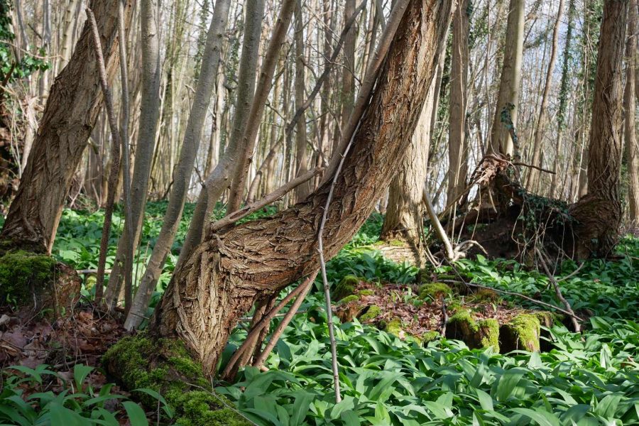 Forêt Sanctuaire