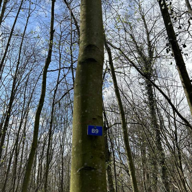 Forêt Sanctuaire : panorama des Forêts Sanctuaires