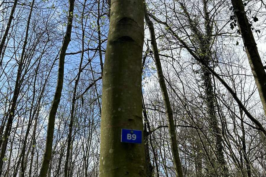 Forêt Sanctuaire : panorama des Forêts Sanctuaires