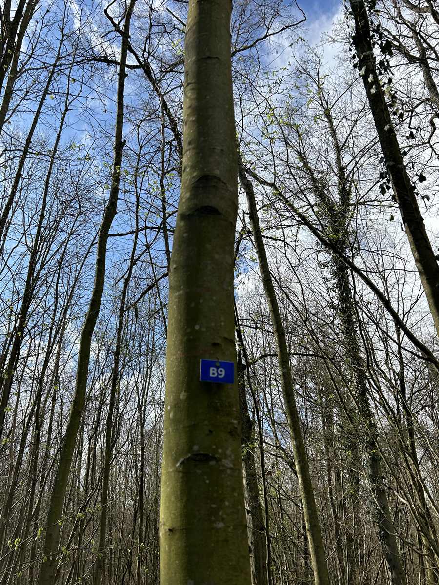 Panorama Forêt Sanctuaire Lettre d’information 2ème trimestre 2024