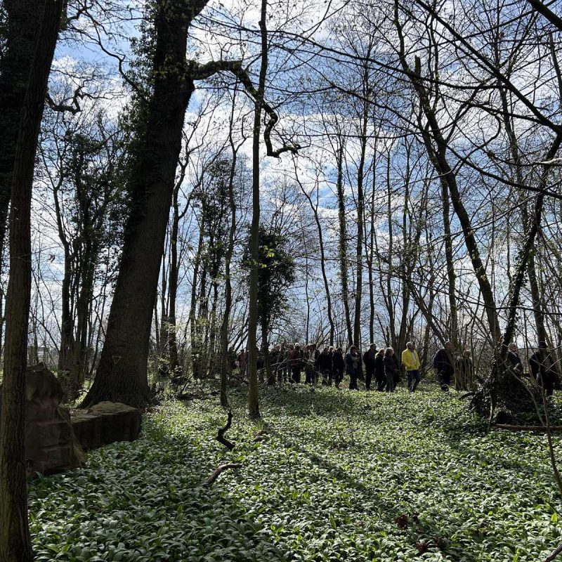 Forêt Sanctuaire - devenir acteur pour créer des espaces favorisant la biodiversité et le bien-être des humains.