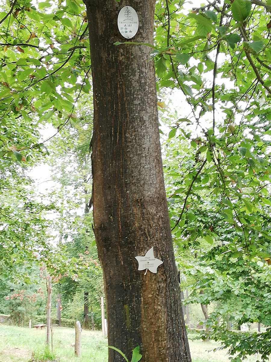 Forêt Sanctuaire - Une alternative aux cimetières traditionnels qui répond à l'évolution sociétale