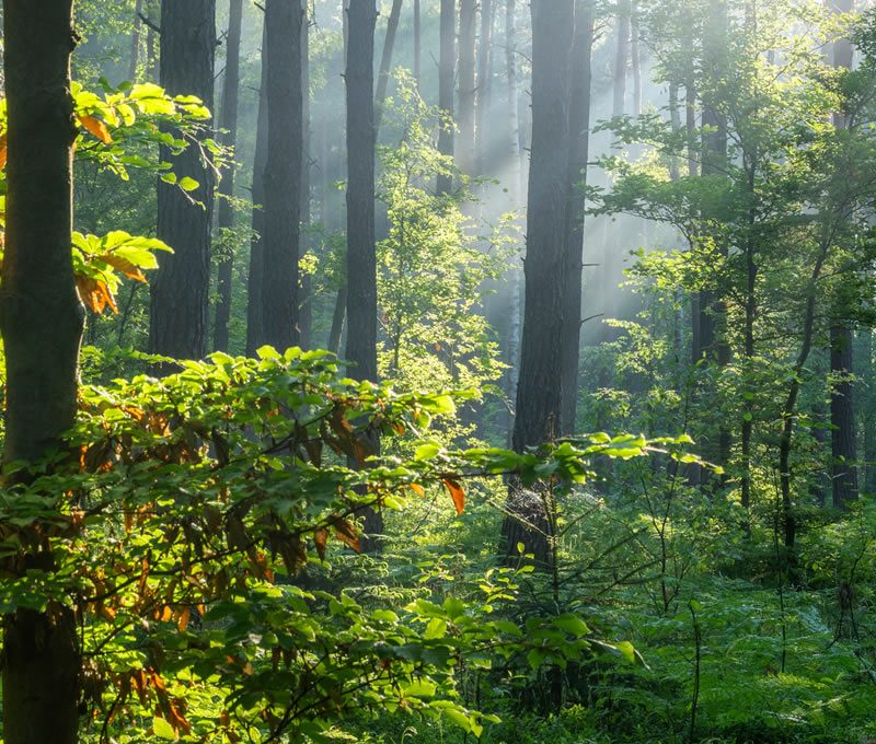 Forets sanctuaires - Association au-delà des racines