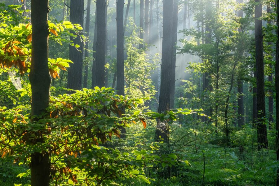 Forets sanctuaires - Association au-delà des racines