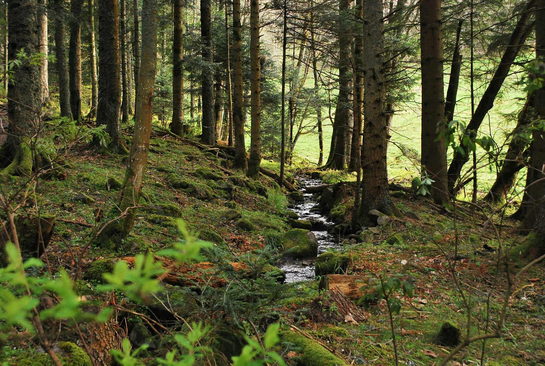 La Forêt Sanctuaire en Allemagne : une pratique courante depuis plus de 20 ans