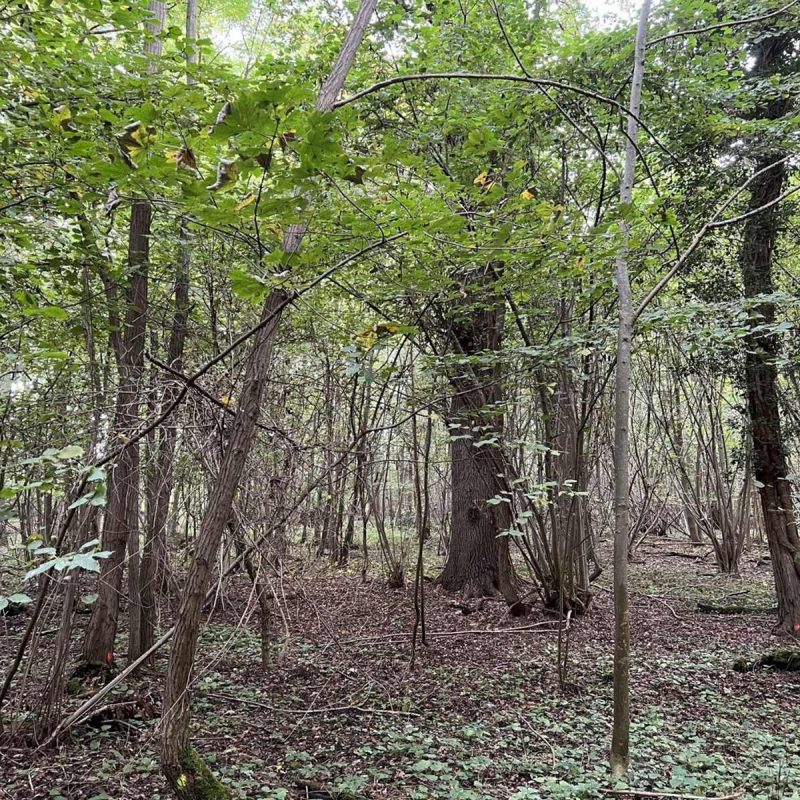 Forêt Sanctuaire