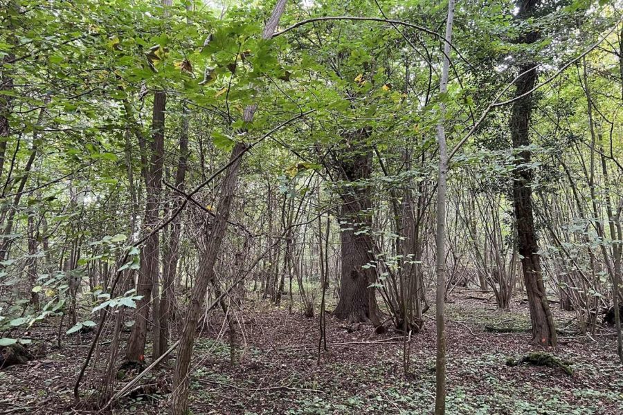 Forêt Sanctuaire