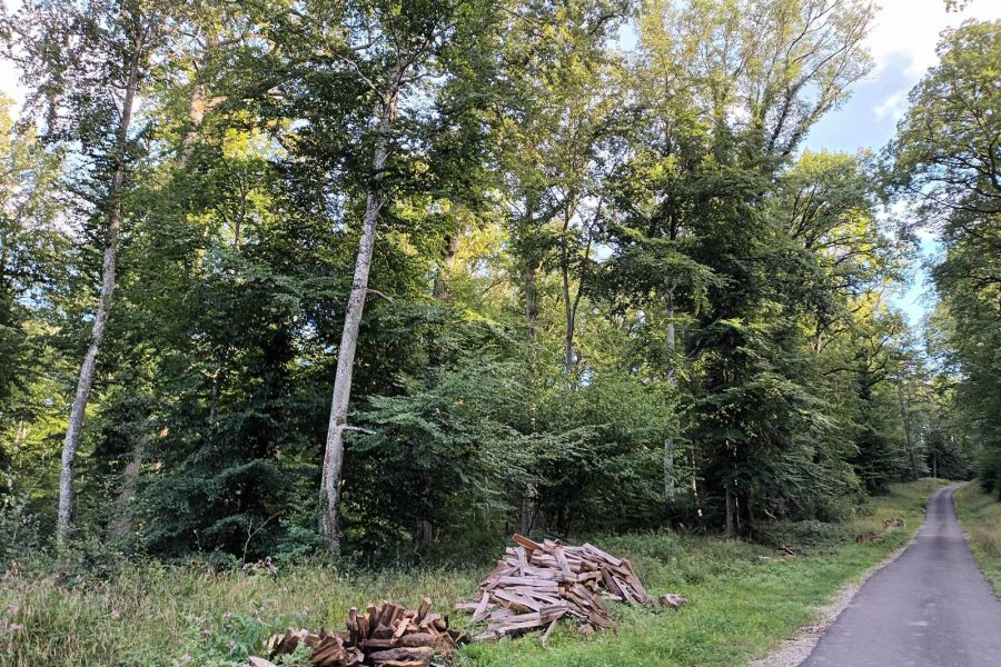 La Forêt Sanctuaire de Sommerau : projet 2024