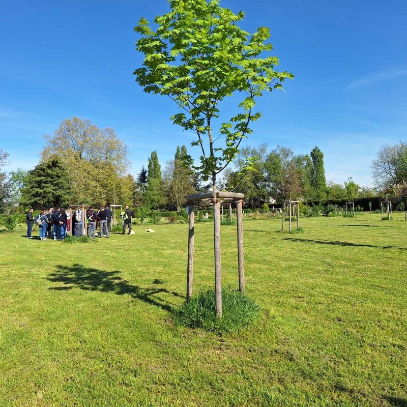 Forêt Sanctuaire