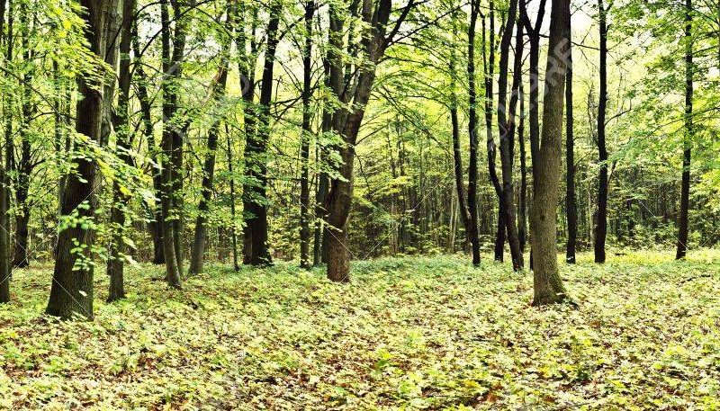 Forêt Sanctuaire : 2ème visite des Forêts Sanctuaires de Muttershotz et du Kaiserstuhl