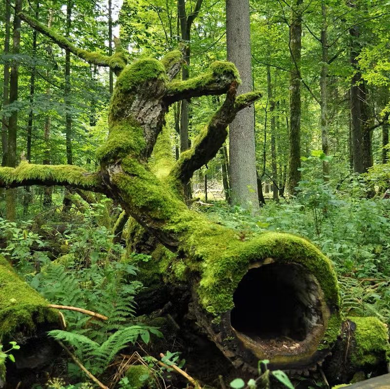 Forêt Sanctuaire