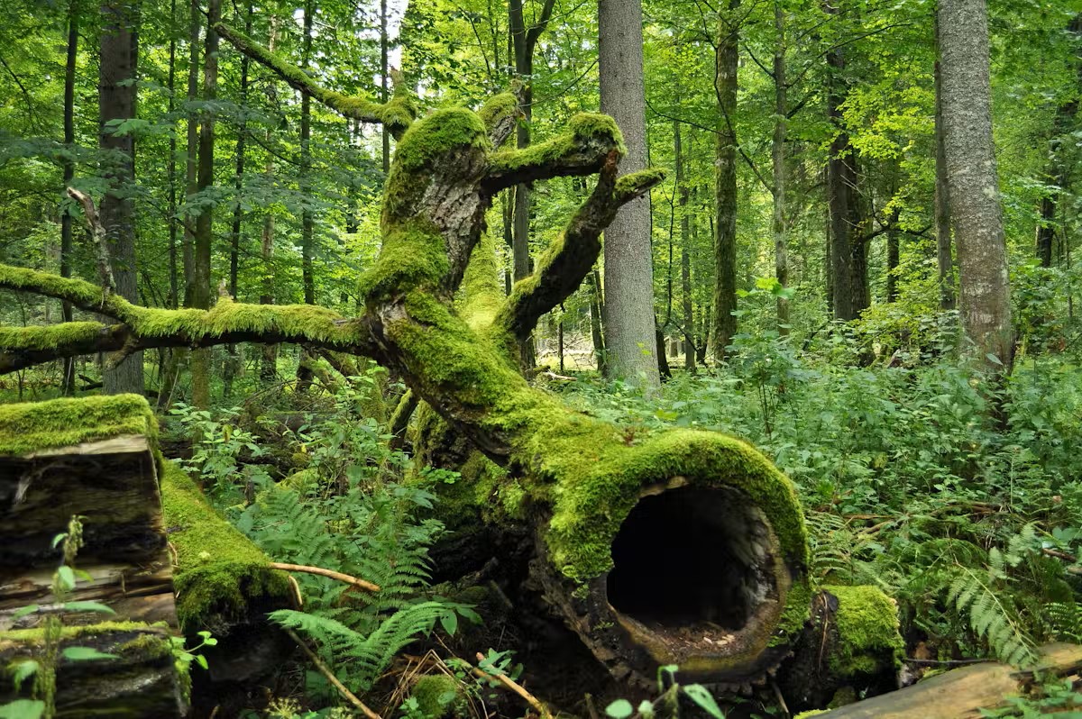 Préserver l’avenir de nos forêts : ce que peut apporter la recherche