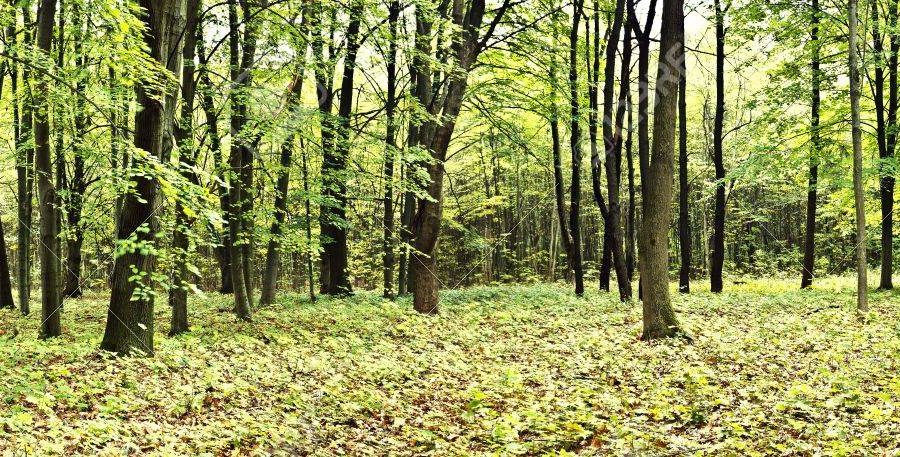 Forêt Sanctuaire : 2ème visite des Forêts Sanctuaires de Muttershotz et du Kaiserstuhl