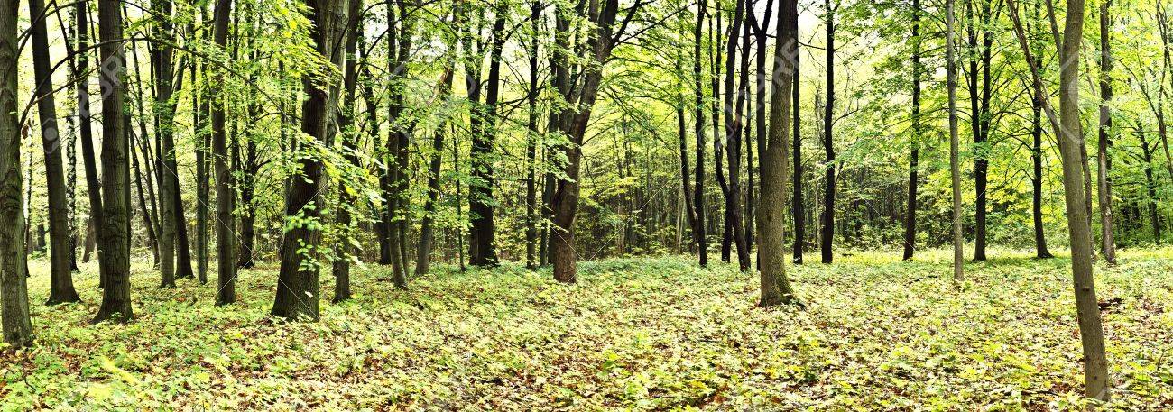 Les vieilles forêts, un trésor en danger