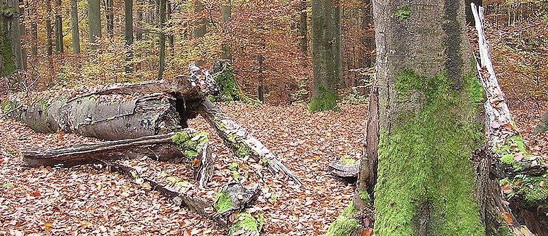 Forêt Sanctuaire : l’importance du Bois mort en suisse