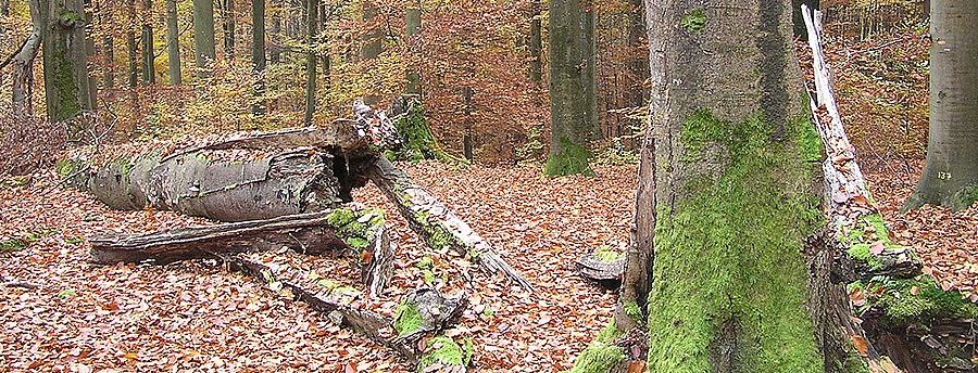 Forêt Sanctuaire : l’importance du Bois mort en suisse