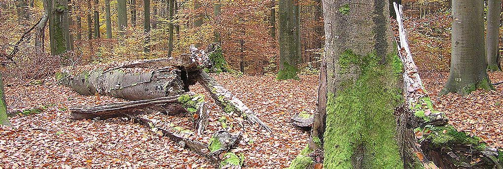 L’importance du bois mort vu par les suisses