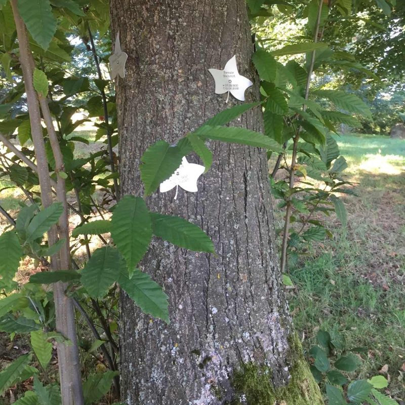 Forêt Sanctuaire - Une sépulture écologique et égalitaire